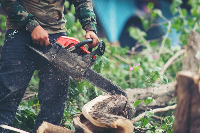 Inspecting fuel line on a Stihl chainsaw