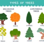 Types of trees for homes including shade, privacy, and landscaping varieties