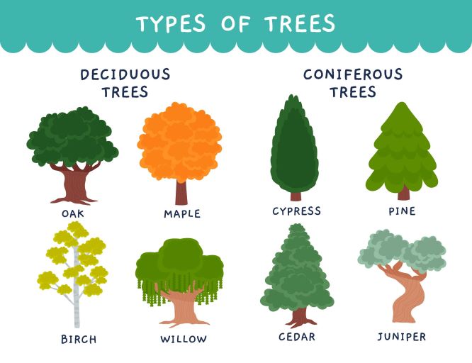 Types of trees for homes including shade, privacy, and landscaping varieties