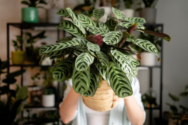 Prayer plant care guide for beginners