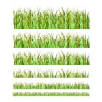 Best grass types for a healthy green home lawn